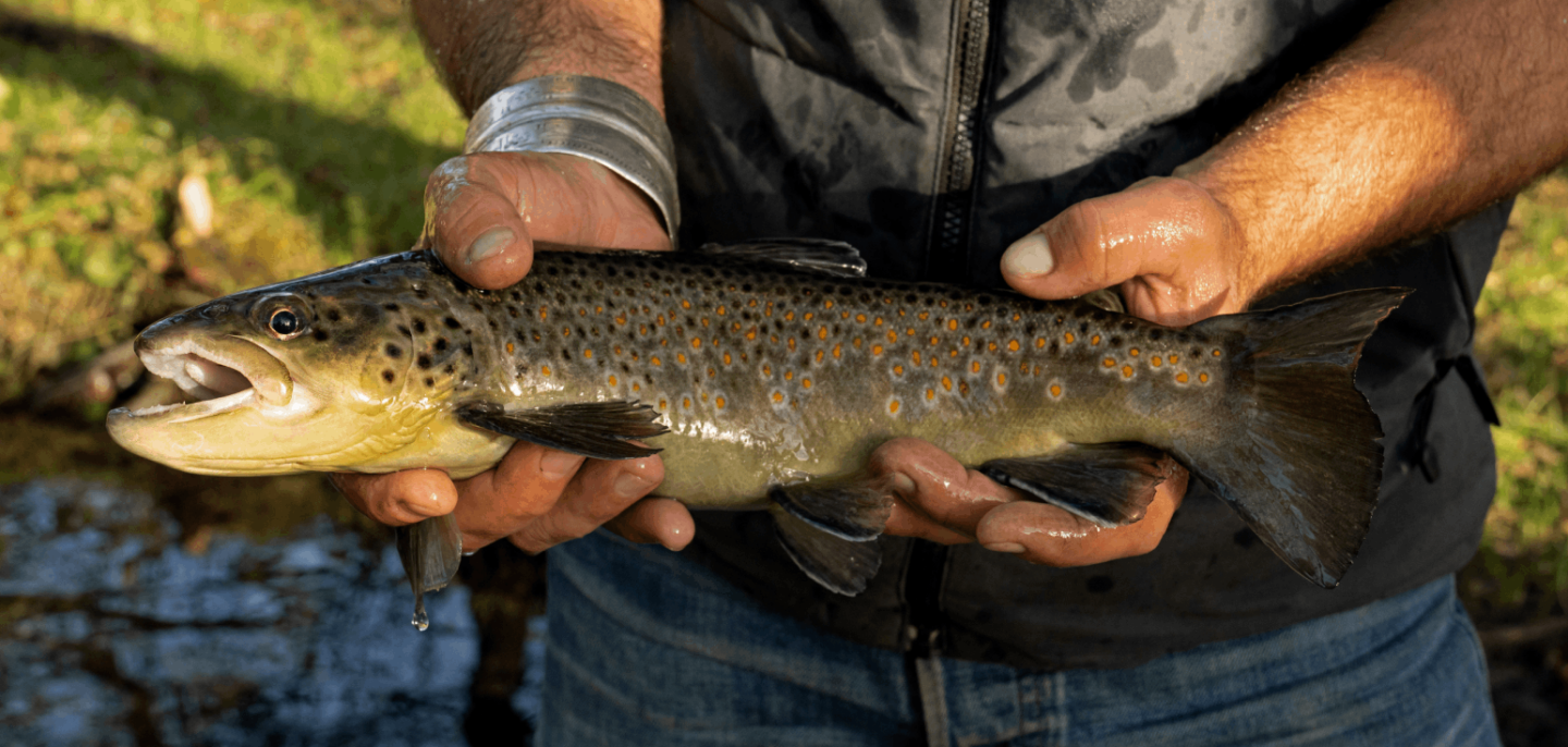 FISCH WAS IST LOS Ein Film über Gewässer im Bezirk Spittal a d